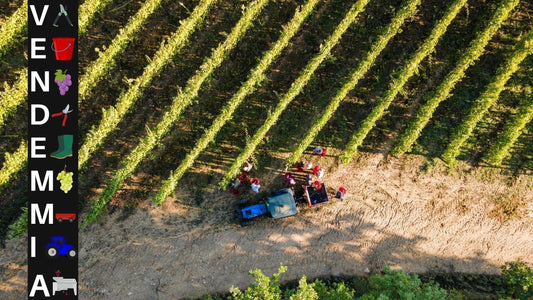 La Vendemmia: il momento più atteso dell'anno