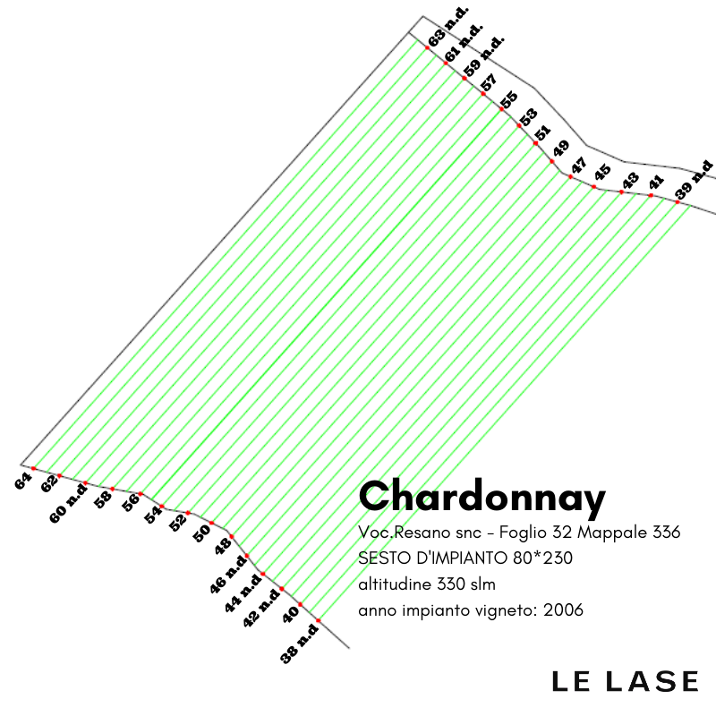 filare di chardonnay _adotta una vigna