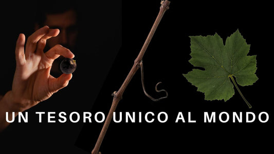 ITALIA E VINO:SIAMO DA RECORD !🇮🇹 🍇 🍷