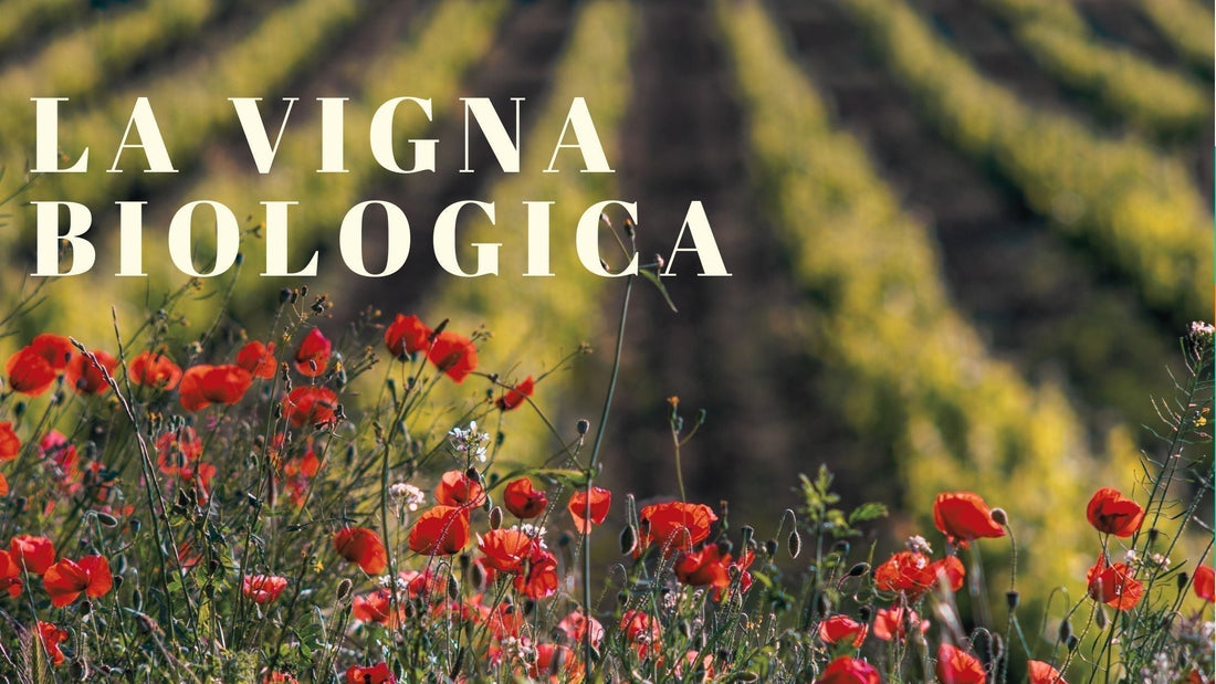 La Viticoltura Biologica